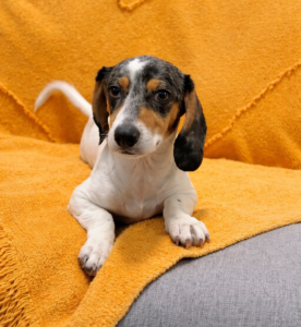 Furacão Frida em Ação: A Cachorrinha Que Apronta e Encanta ao Mesmo Tempo